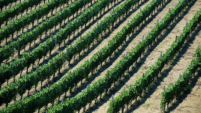 Dégustation de vins et visite chez Mastroberardino