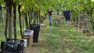 Winetasting Culture at Fratelli Vogadori
