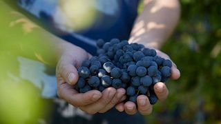 Vignobles Bardet