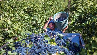 Tenute Lombardo Winery
