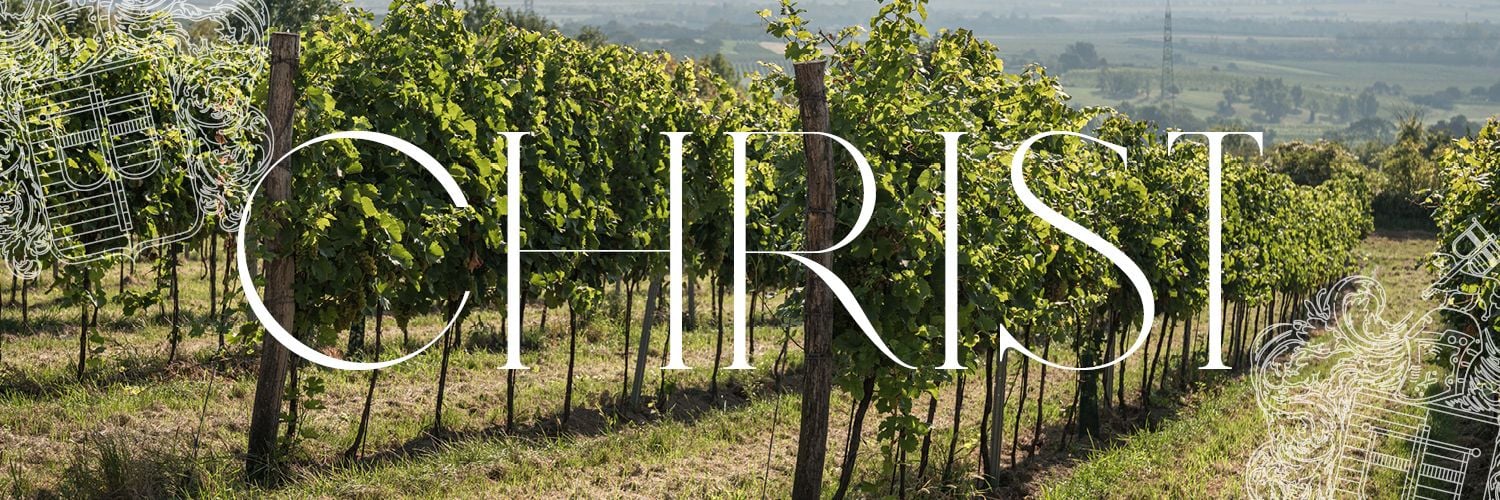 Weingut & Heuriger Christ - Titelbild Weingarten 1