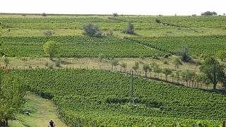 Green hills Bike and Wine Escape Days