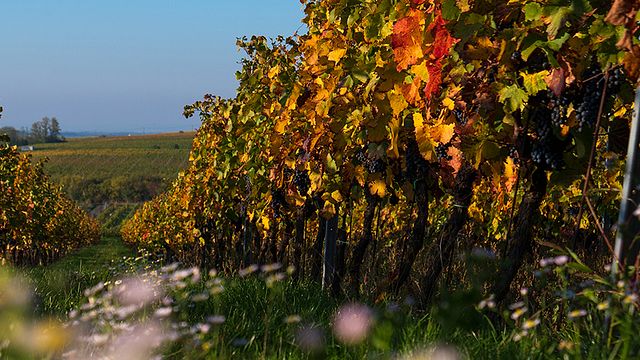 Víno Marcinčák Organic Winery