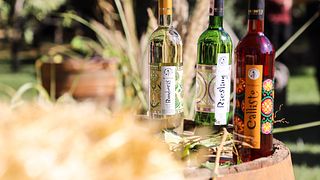 Excursiones y cata de vinos en la bodega familiar Uzumfermer