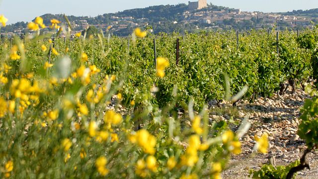 Visita della cantina e degustazione di 3 vini Châteauneuf-du-Pape
