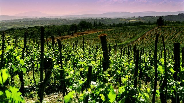 Ca’ D’Or: A Historic Winery in Lombardy
