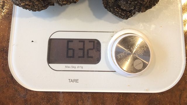 Hunt Truffles with Dogs & Taste Tuscan Wines