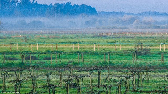 Albariño Wine Exclusive Private Tour, views & Michelin Star lunch