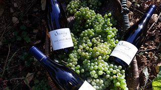 Cata de vinos y visita guiada en Domaine Serrigny Francine & Marie-Laure