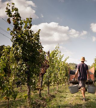 Friuli Wine Journey: Tasting & Cellar Tour at Il Roncal