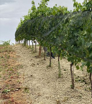 Cata y cata de vinos en la Fattoria Nannì