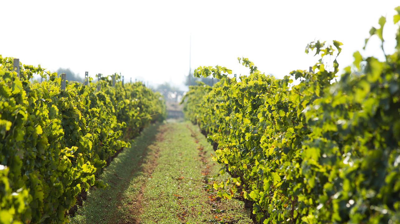 Santa Tresa & Cortese: Organic Wineries in Sicily