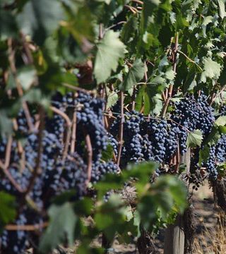 Camigliano Castle Winery