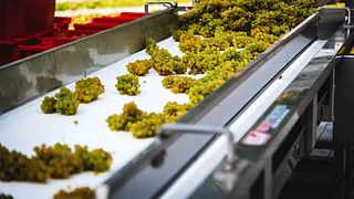 Novi Vineyards: A Hidden Gem in Lesser Poland