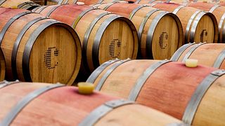 Visita alla Tenuta e Degustazione Vini
