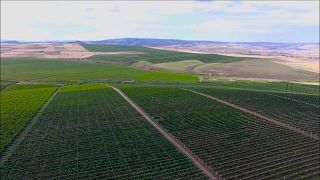 Shirvan Valley Vineyard Tour & Premium Tasting