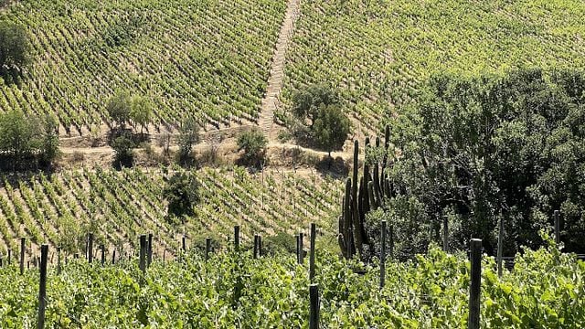 Polkura Winery