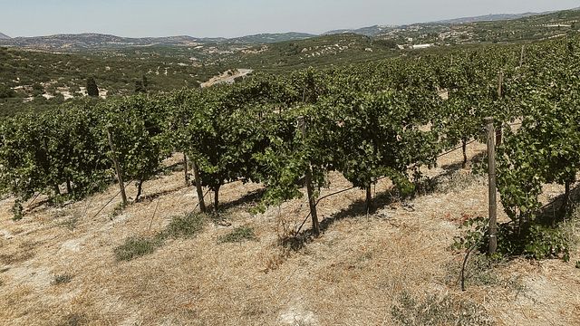 Visite privée de la région viticole d'Héraklion