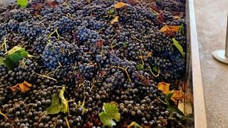 Tour of 3 wineries in Chianti with Lunch