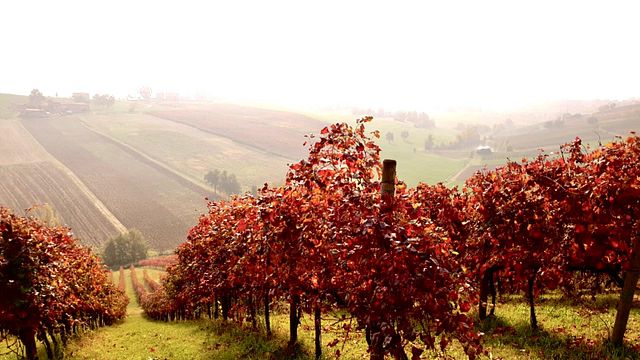 EXPÉRIENCE LAMBRUSCO