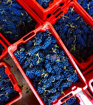 Marche Wine Delight at Sor Rico Winery