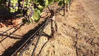 Degustação de vinhos e tour em Atamisque