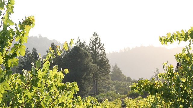 Degustazione di vini e tour presso Meadowcroft Wines