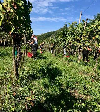 Degustazione e tour di vini presso La Bellanotte
