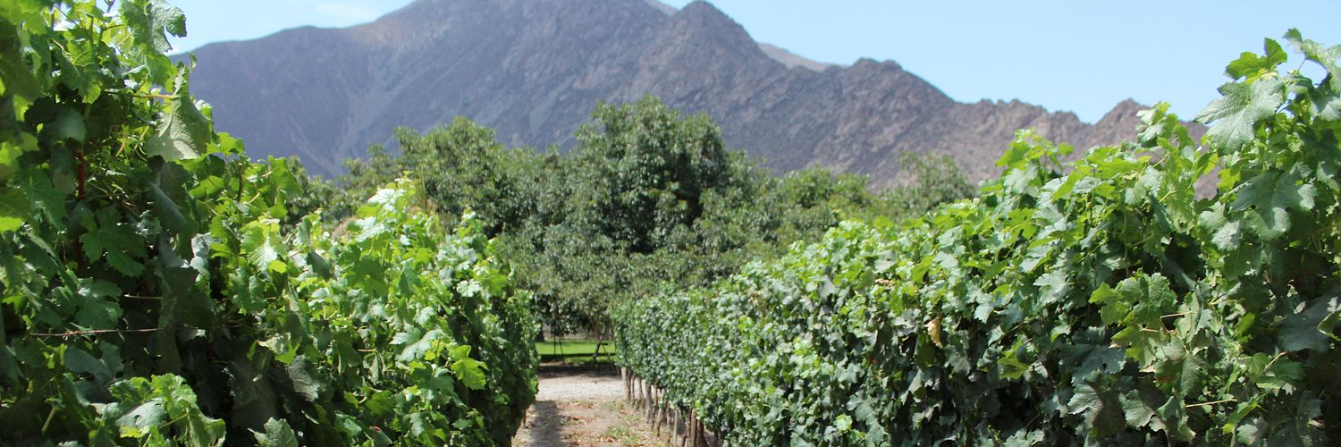 Aconcagua Wine Valley Chile