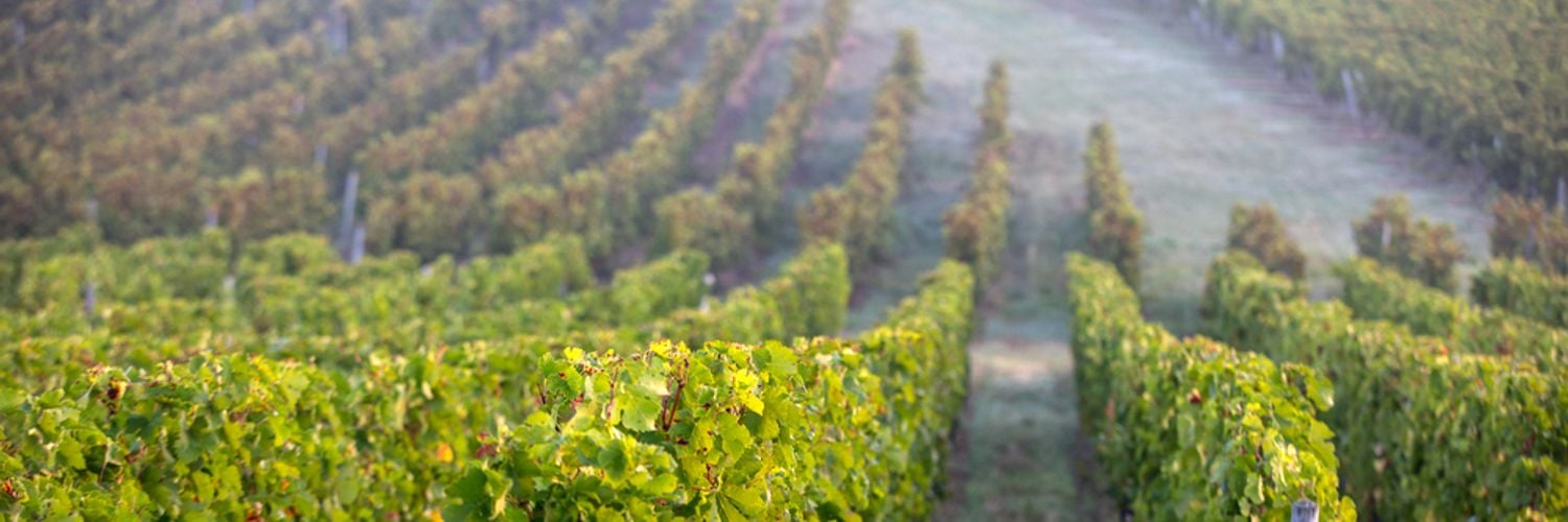Libournais_vineyards_Bordeaux