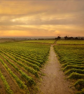 Botromagno Vigneti & Cantine