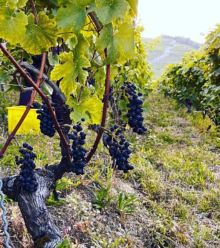 Terres De Lavaux Winery