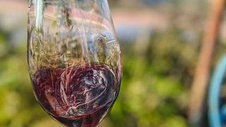 Degustazione di vini presso l'azienda vinicola Ben Zimra