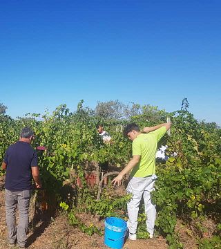 Soloperto Vini