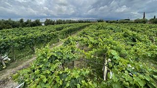 Cantina Costantini