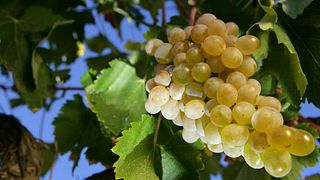 Tour e Prova de Vinhos na Quinta Do Monte Travesso