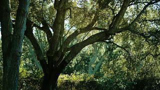Visita de Jipe e Prova Terroir