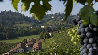 Rovero Winery