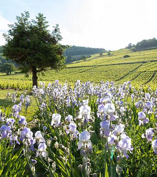 Tour, degustazione di vini e picnic al Château des Ravatys 
