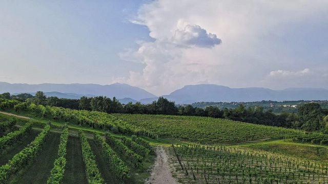 Cena con cata de Prosecco y Amarone: obras maestras del vino de la región del Véneto