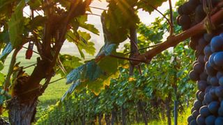 Tili Vini: A Legacy of Quality Wines