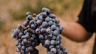 Cretan Wine & Flavors at Dourakis Winery
