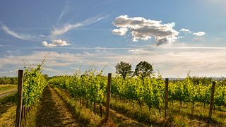 Società Agricola La Bollina