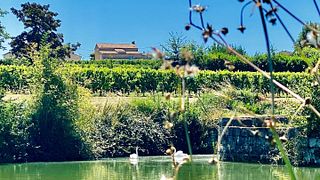 Degustação de vinhos e tour em Vignobles Carles