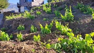 Bodegas Bentomiz