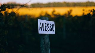 Vinho Verde Vineyard Tour & Avesso Tasting