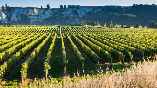 Church Road Winery