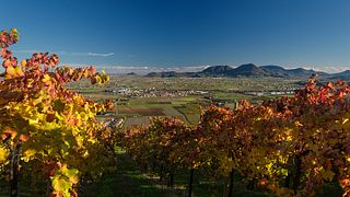 Passeio pelos vinhedos e degustação de vinhos com aperitivos harmonizados no Ca' Bruzzo Family Vineyards