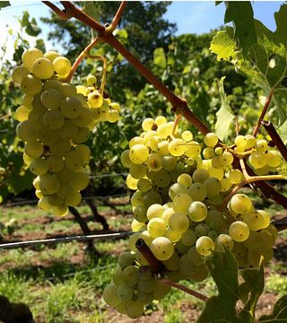 Cata de vinos y visita guiada en Weinhaus am Main