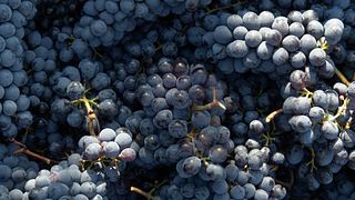 Degustação de vinhos e tour em Muschi Alti